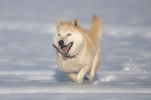 雪の上を走る柴犬