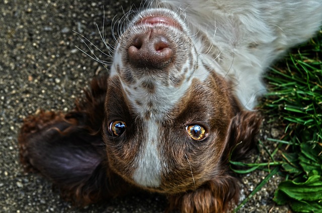 犬のアップ