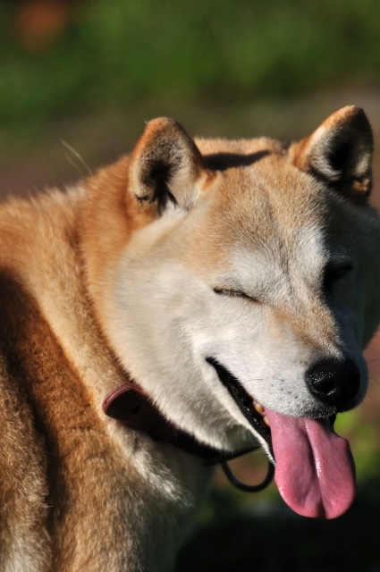 あかんべー犬