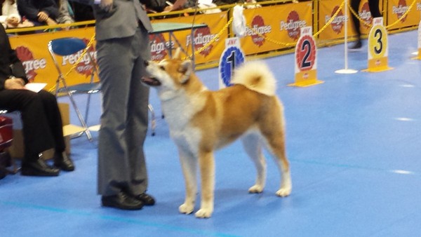 秋田犬審査