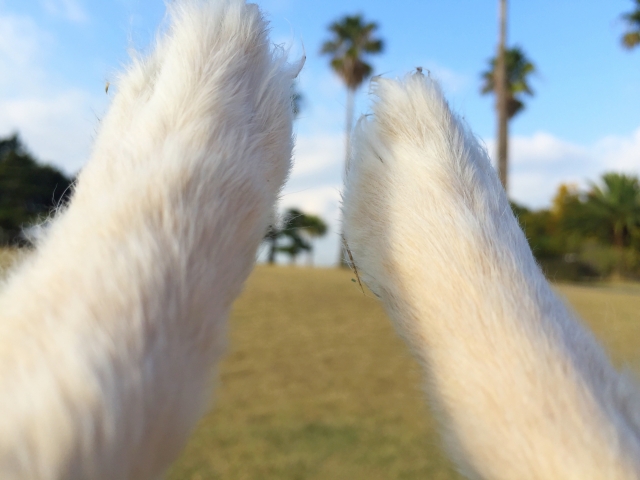 犬の前足　白い