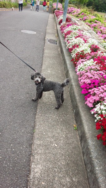 花と犬