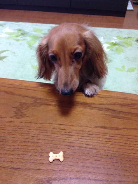 おやつを食べる犬