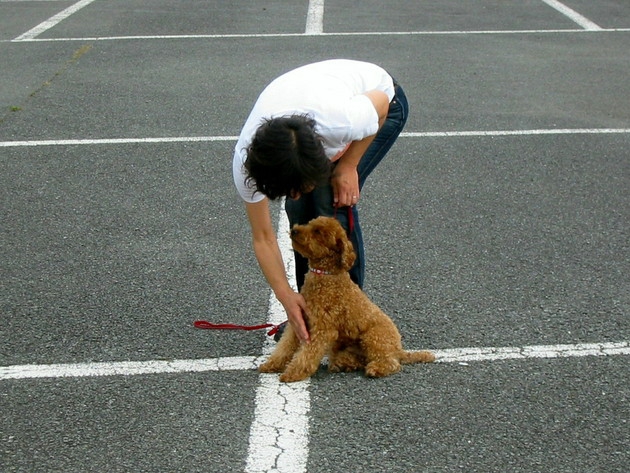 犬の体を支え体制をサポート