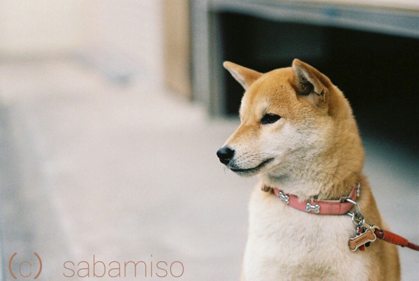 散歩する柴犬