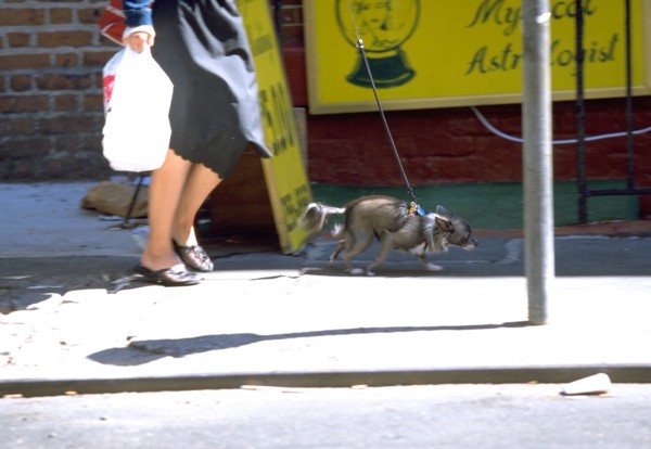 女性と散歩する犬