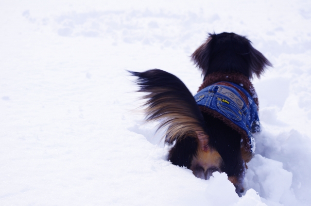 雪の上の犬