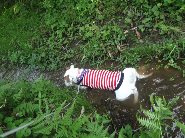 小川でお腹を冷やす犬の写真