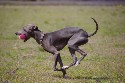 しつけられた犬