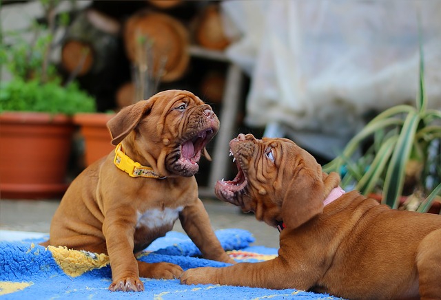 吠える子犬