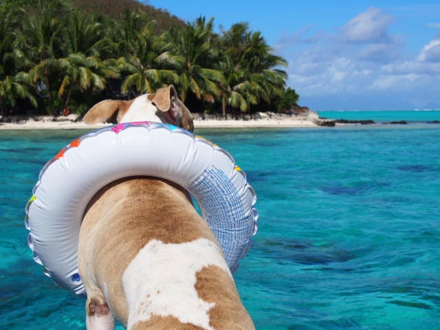 浮き輪の犬