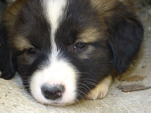 元気がない子犬