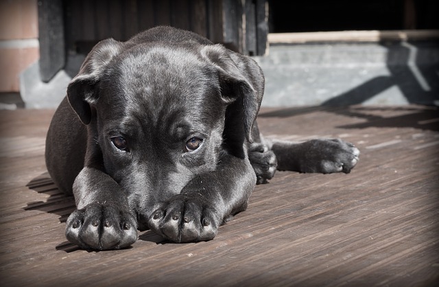 黒い犬