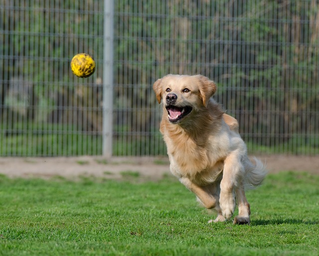 フリスビーを追いかける犬