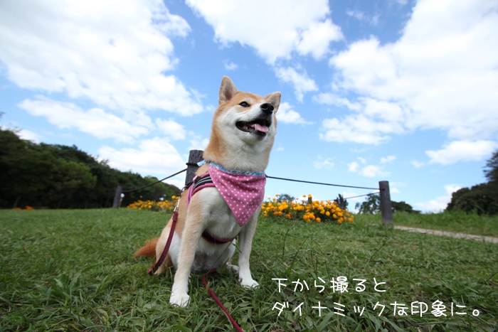 ローアングルから撮った柴犬の写真@公園