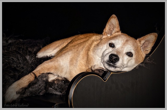 寝転ぶ柴犬