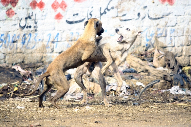 犬の反抗期