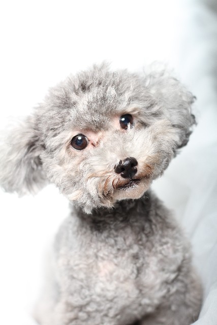 シルバー　首をかしげる犬