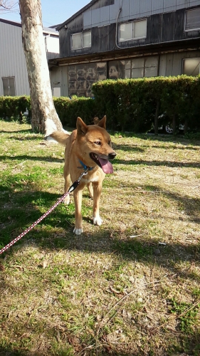 引っ張らなくなった犬