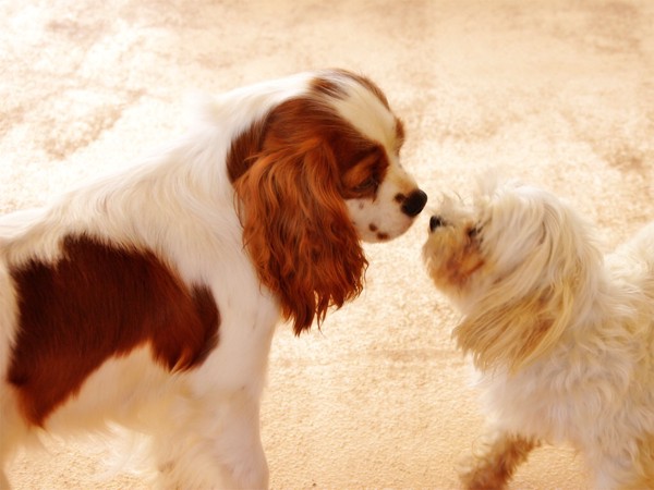 犬のスキンシップ