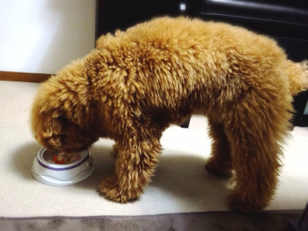 元気に食べる犬