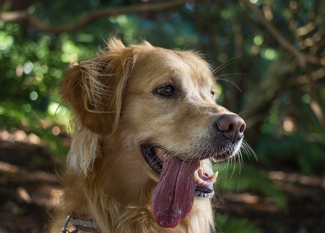 舌を出した犬