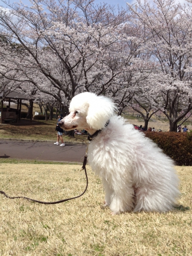 お花見する犬