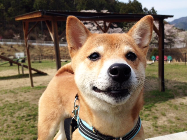 やさしい表情の柴犬