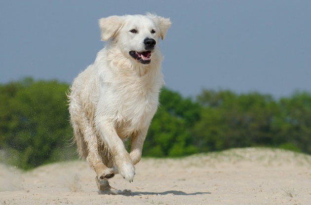 元気な犬