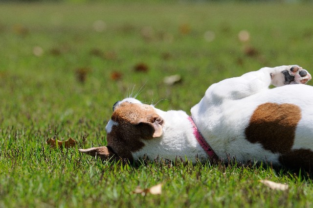 芝生に寝転がっている犬の写真