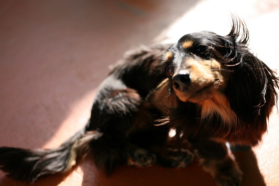 見上げている犬の写真