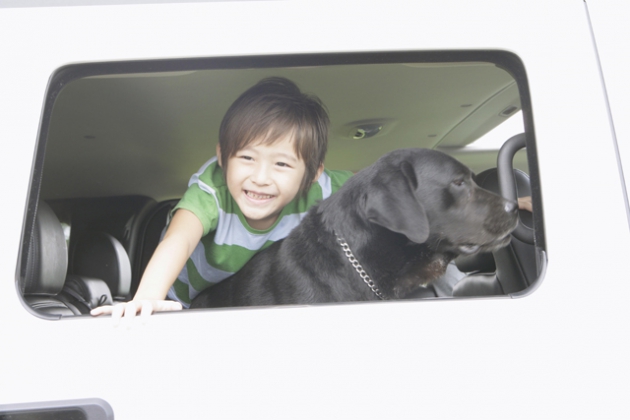 犬と車