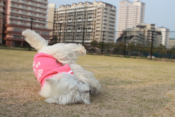 愛犬の震えの原因とは