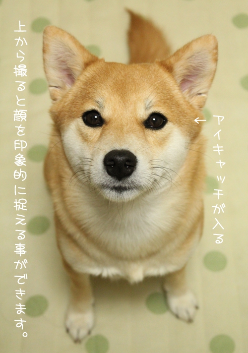 上から撮った柴犬の写真@室内