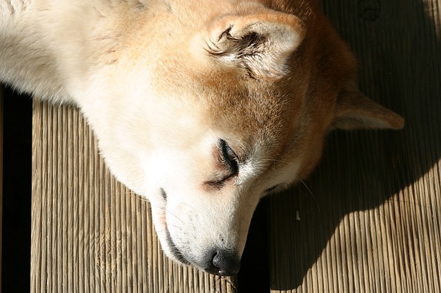 犬の震えについて