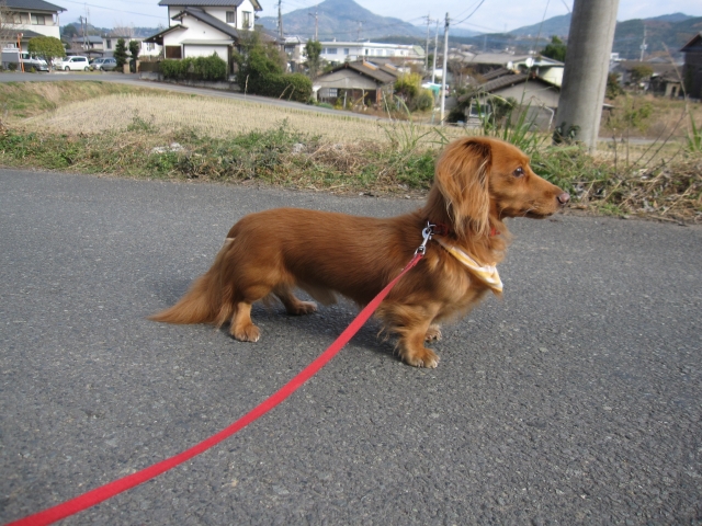 犬の血便について