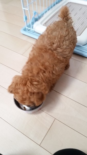 ごはんを食べる愛犬