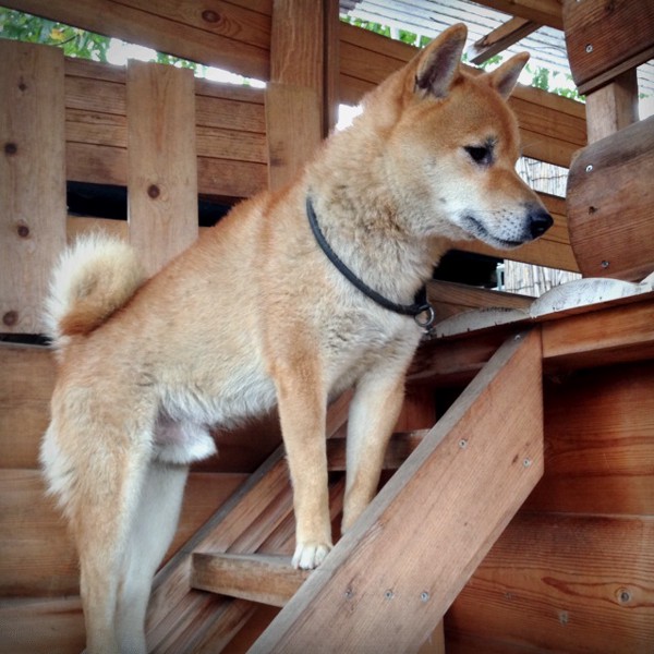 階段に柴犬