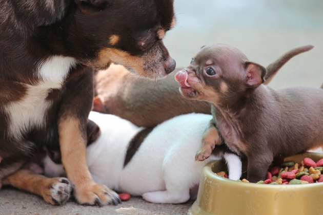 子犬と餌