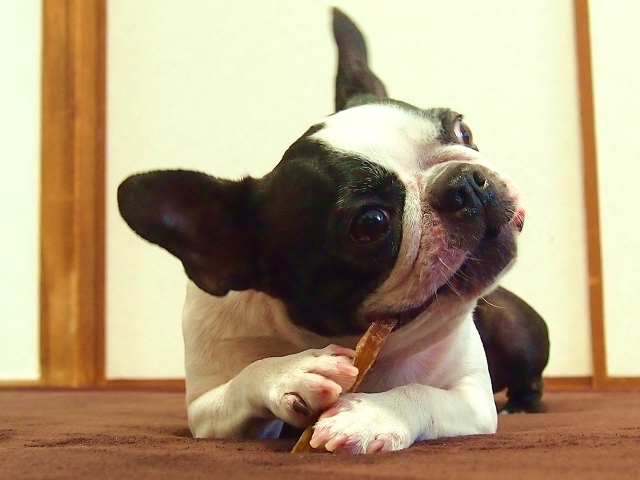 おやつを食べている犬の写真