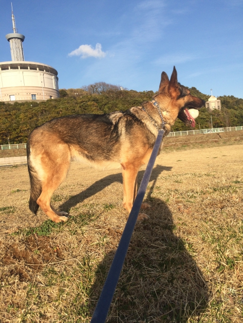 トレーニング中の犬