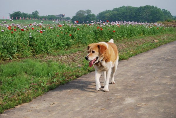 歩いている犬の写真