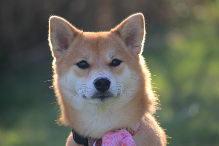 逆光を浴びる柴犬