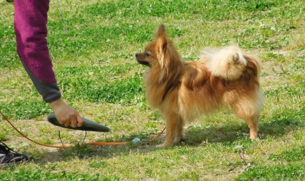 フリスビーを見ている犬