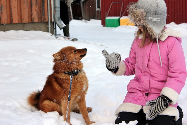 雪の上の犬