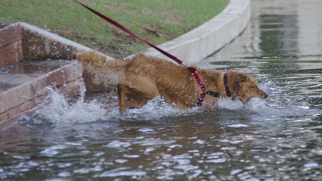 水に飛び込む犬