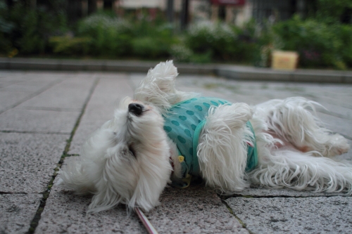 転がっている白犬