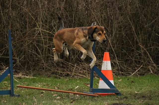 ジャンプする犬