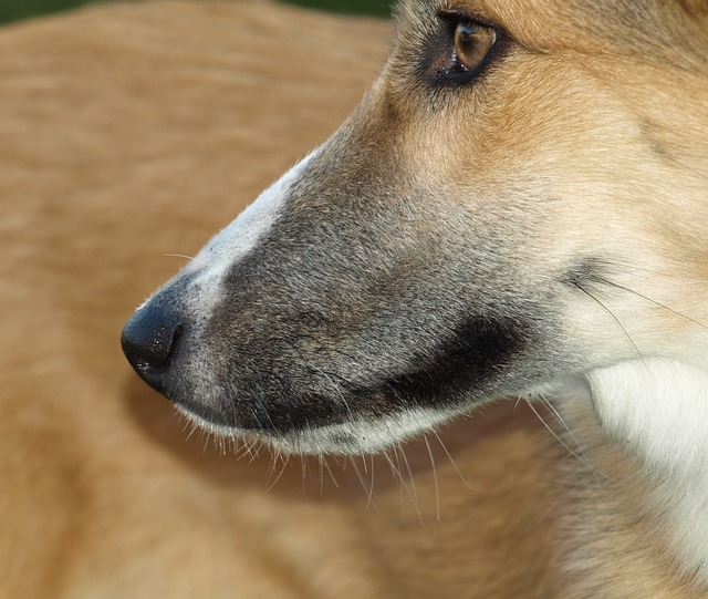 犬の鼻