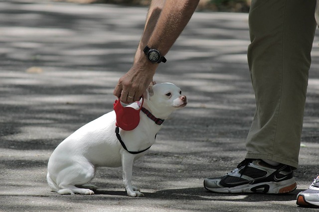 散歩のしつけを受ける子犬